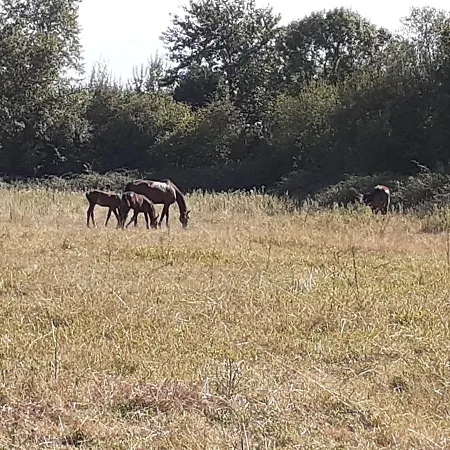 Apartment Du Haras Moult