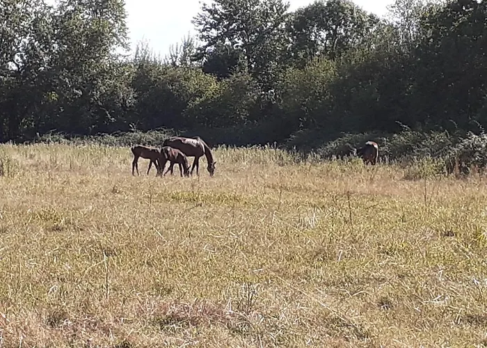 Апартаменты Du Haras Moult